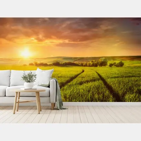 Fototapete sonnenbeschienene wiese im abendlicht – Pixers®