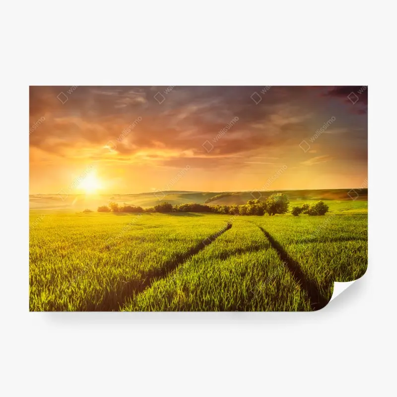 Fototapete sonnenbeschienene wiese im abendlicht