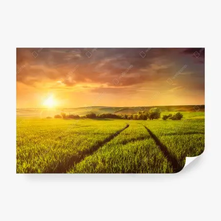 Fototapete sonnenbeschienene wiese im abendlicht – Pixers®