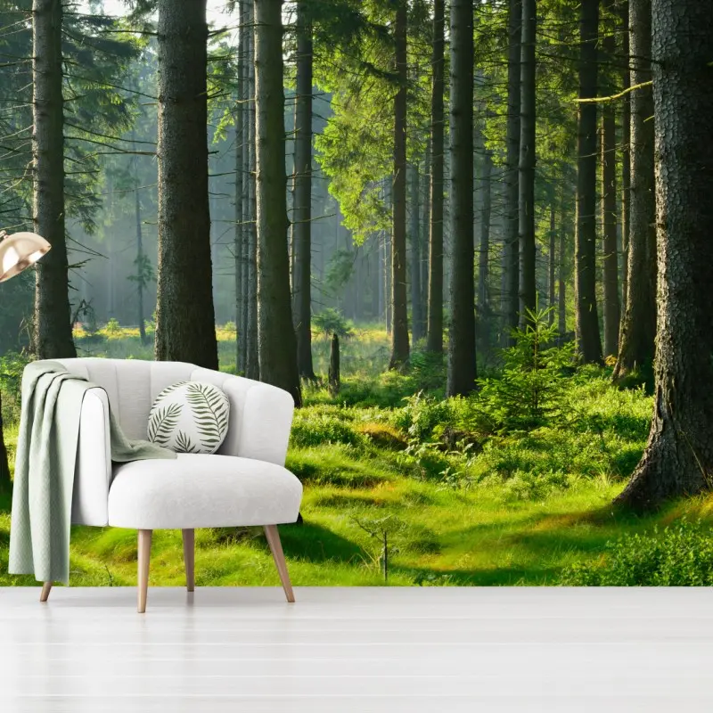 Fototapete sonnige grüne lichtung im wald