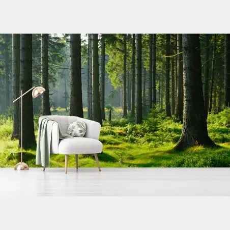 Fototapete sonnige grüne lichtung im wald – Pixers®