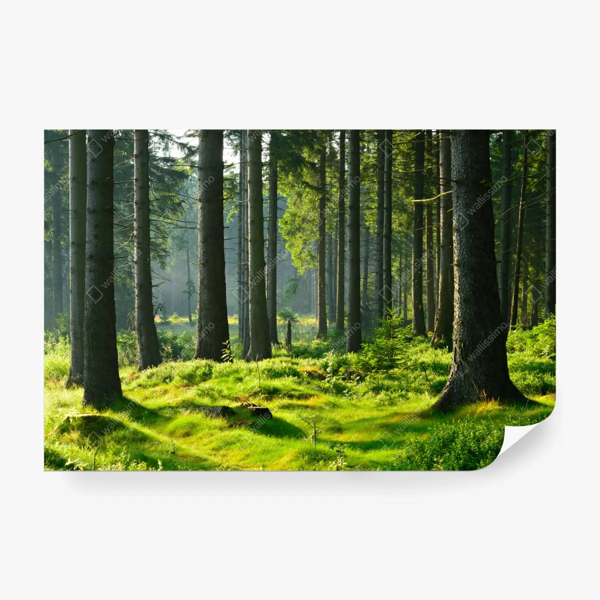 Fototapete sonnige grüne lichtung im wald – Pixers®