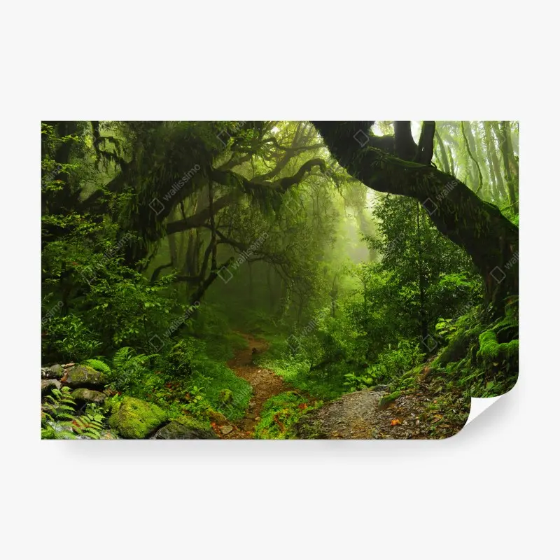 Fototapete verwunschener moosiger waldpfad