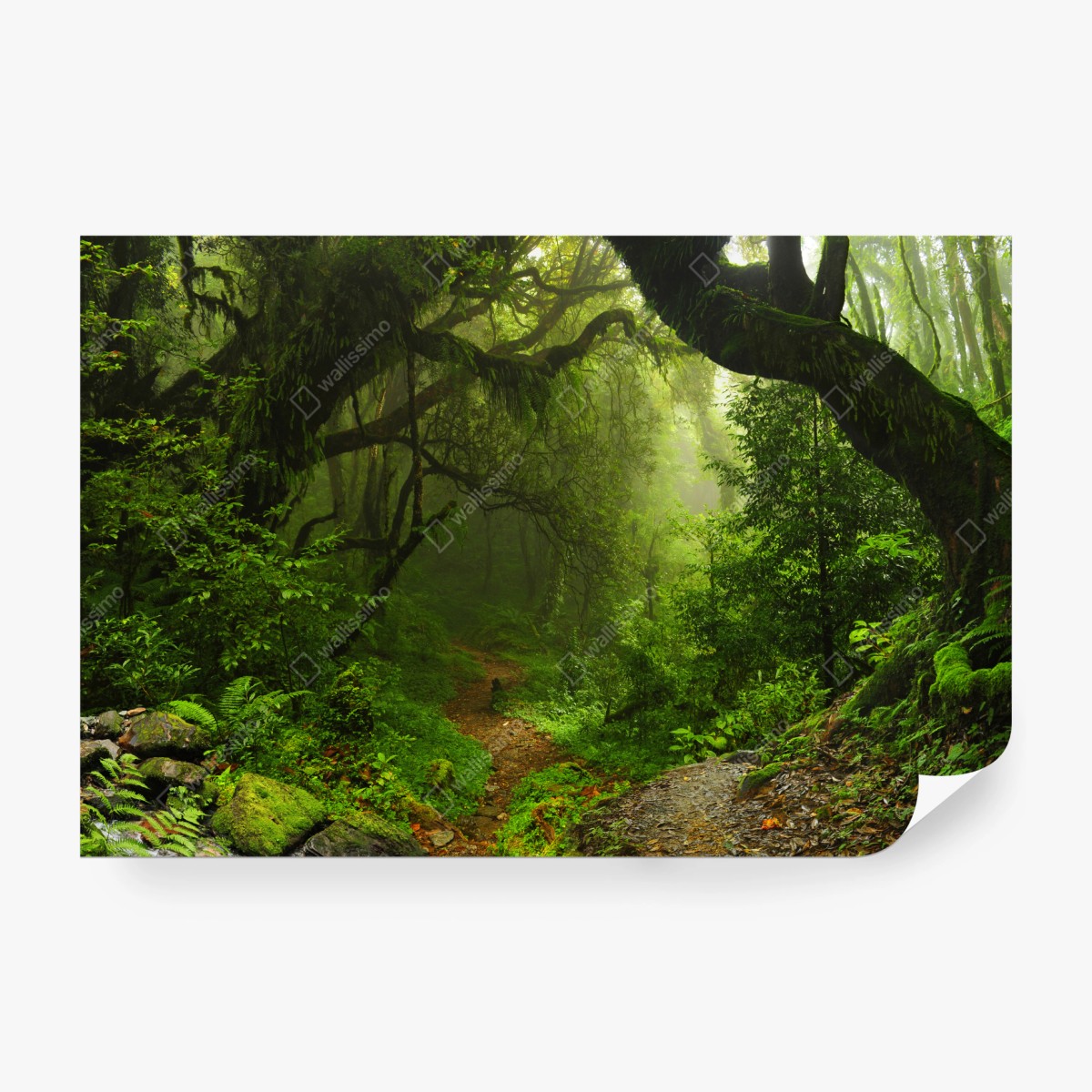 Fototapete verwunschener moosiger waldpfad – Pixers®