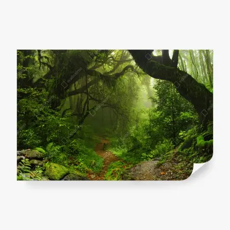 Fototapete verwunschener moosiger waldpfad – Pixers®