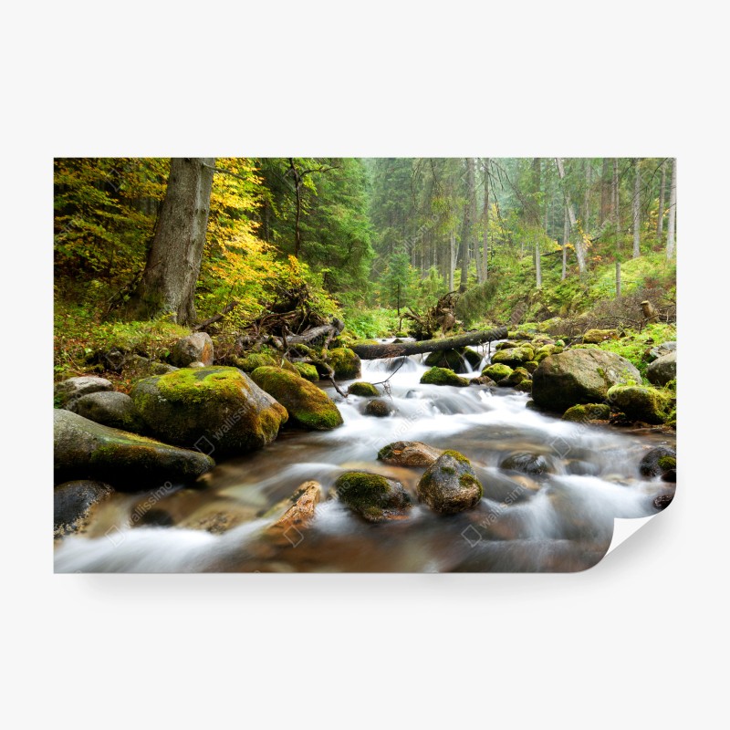 Fototapete moosbedeckter waldbach im herbst