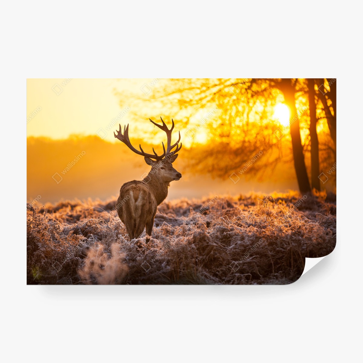 Fototapete goldener hirsch im sonnenaufgang – Pixers®