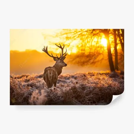 Fototapete goldener hirsch im sonnenaufgang – Pixers®