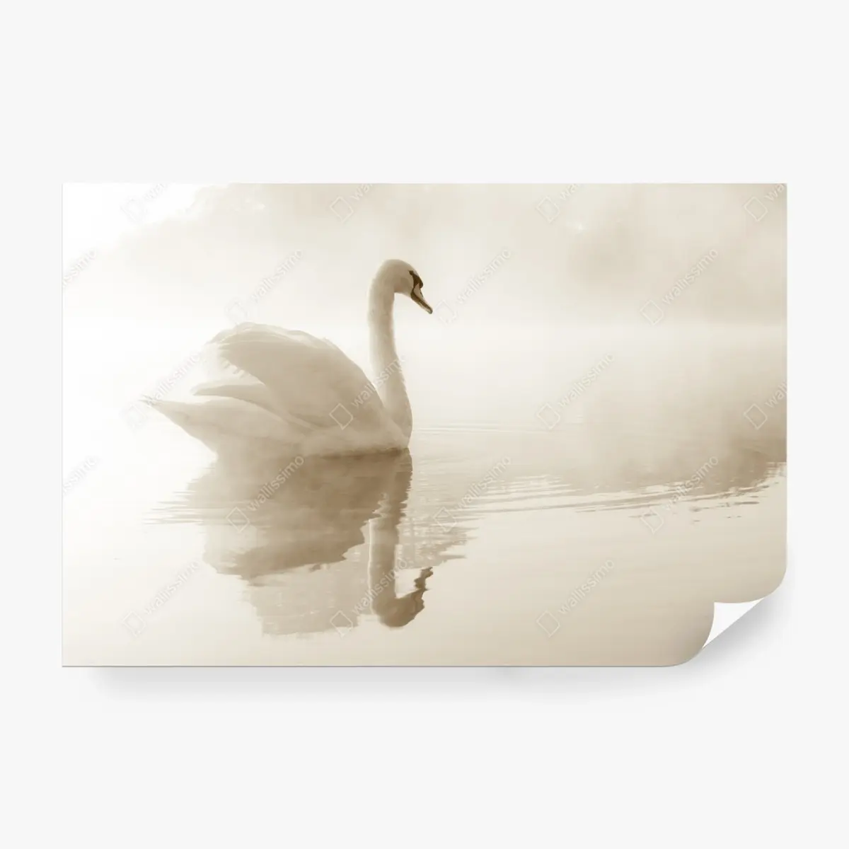 Fototapete eleganter schwan im nebel – Pixers®