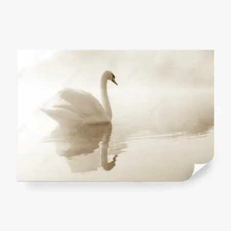 Fototapete eleganter schwan im nebel – Pixers®