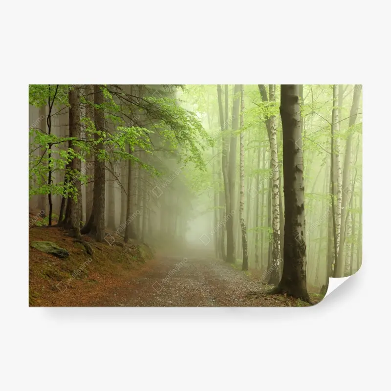 Fototapete nebliger waldpfad