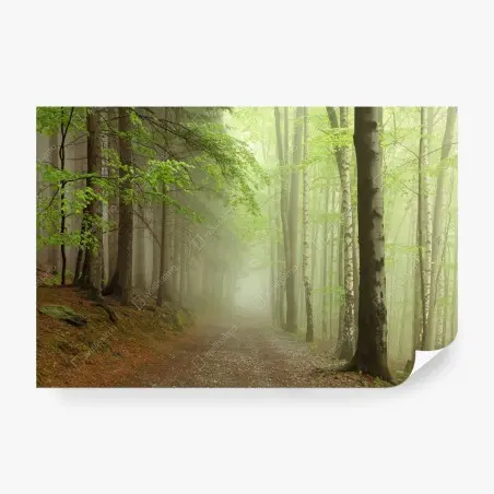 Fototapete nebliger waldpfad – Pixers®
