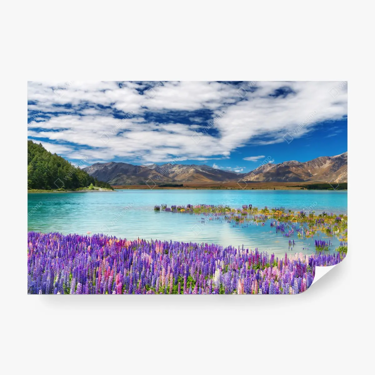 Fototapete Lake Tekapo lupinenmeer am türkisen see – Pixers®