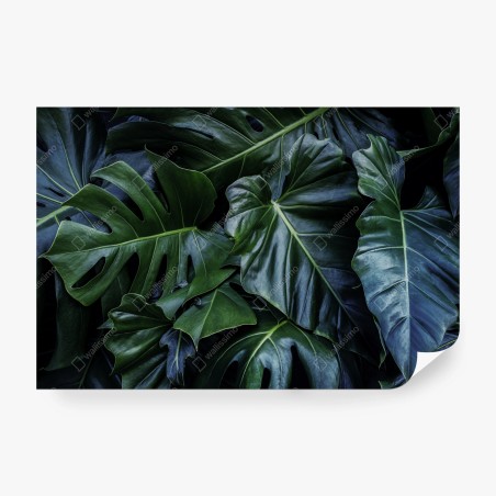 Fototapete üppige tropische monstera-blätter – Pixers®