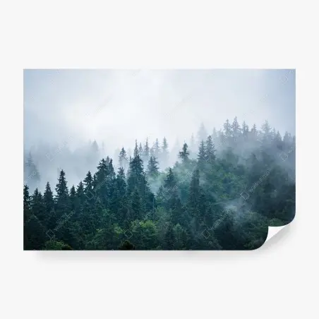 Fototapete nebliger nadelwald – Pixers®