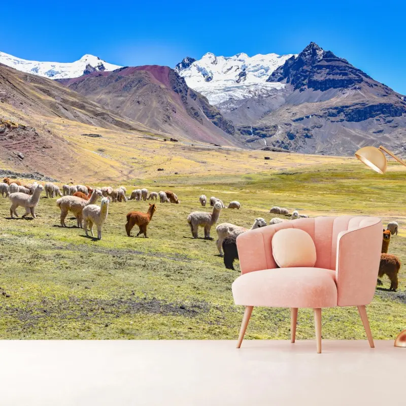 Fototapete alpakas und lamas weiden bei Mt Ausangate, Cusco