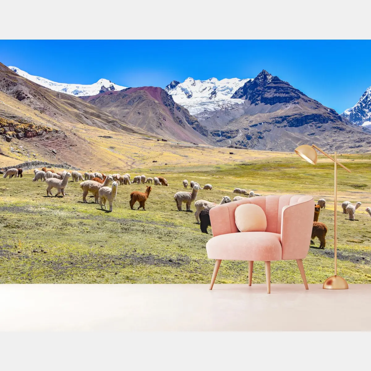 Fototapete alpakas und lamas weiden bei Mt Ausangate, Cusco – Pixers®