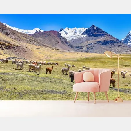 Fototapete alpakas und lamas weiden bei Mt Ausangate, Cusco – Pixers®