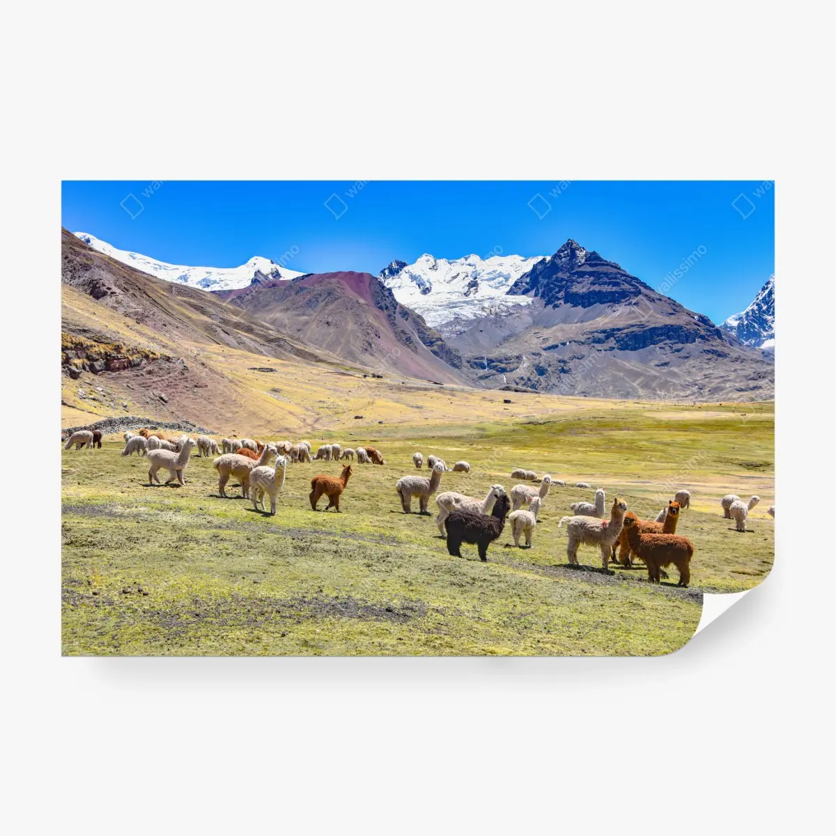 Fototapete alpakas und lamas weiden bei Mt Ausangate, Cusco – Pixers®