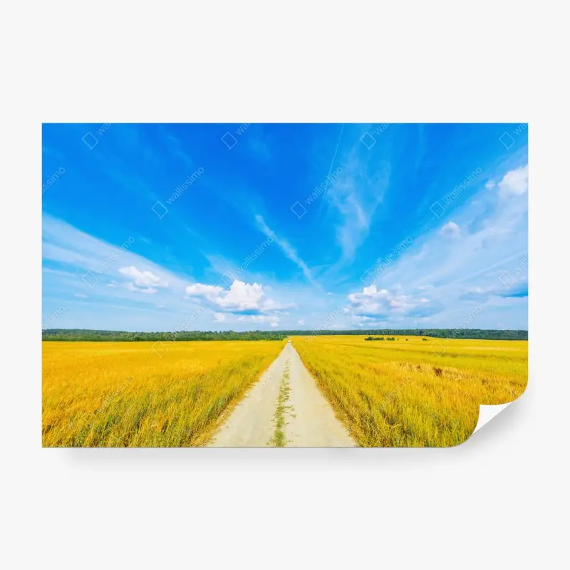 Fototapete goldene wiese unter weitem blauem himmel