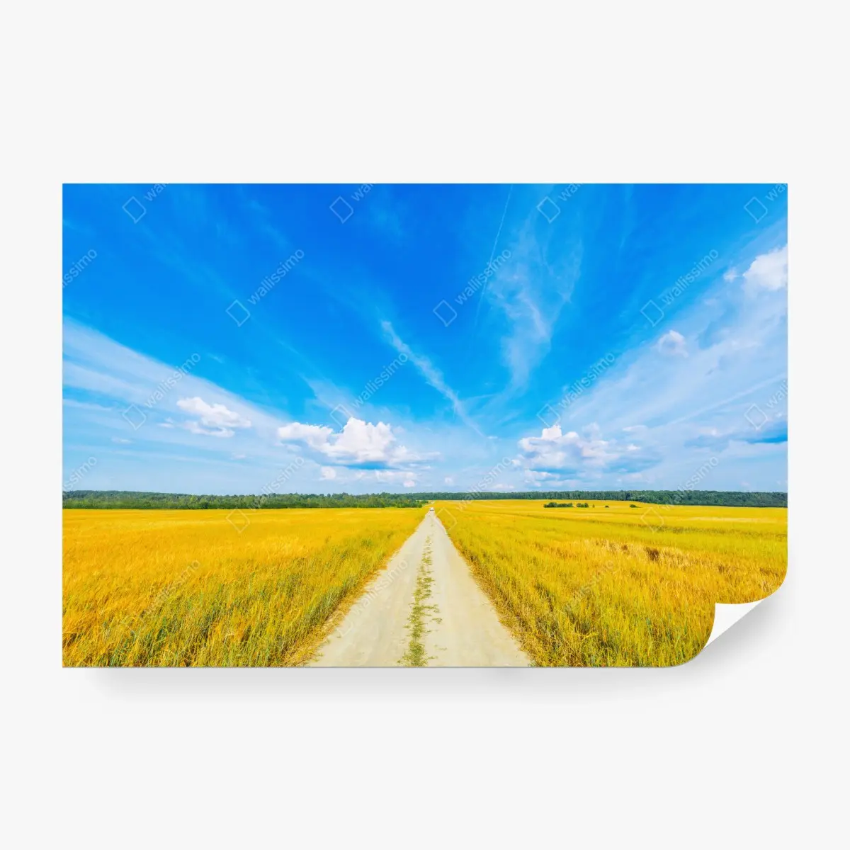 Fototapete goldene wiese unter weitem blauem himmel – Pixers®