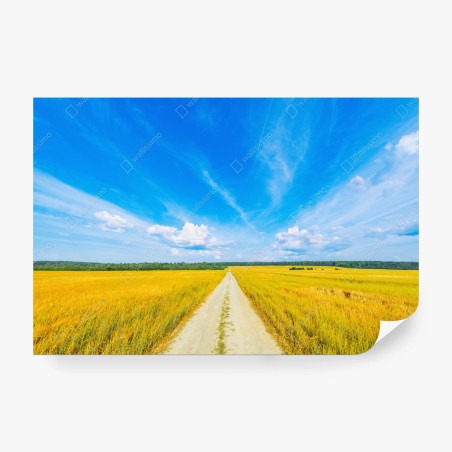 Fototapete goldene wiese unter weitem blauem himmel – Pixers®