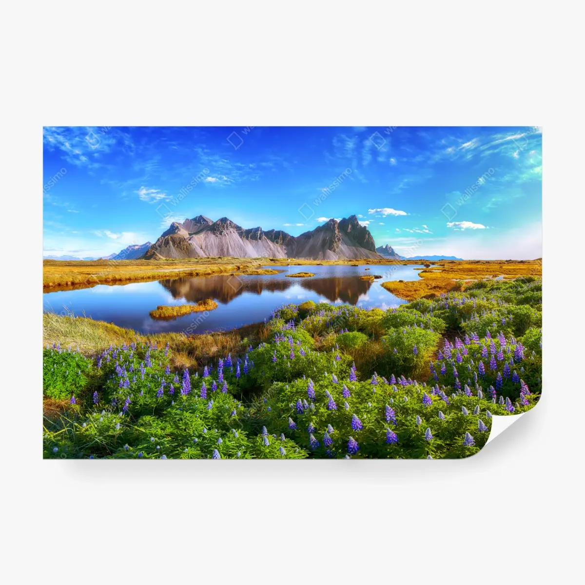 Fototapete lupinenwiese am Vestrahorn, Island – Pixers®