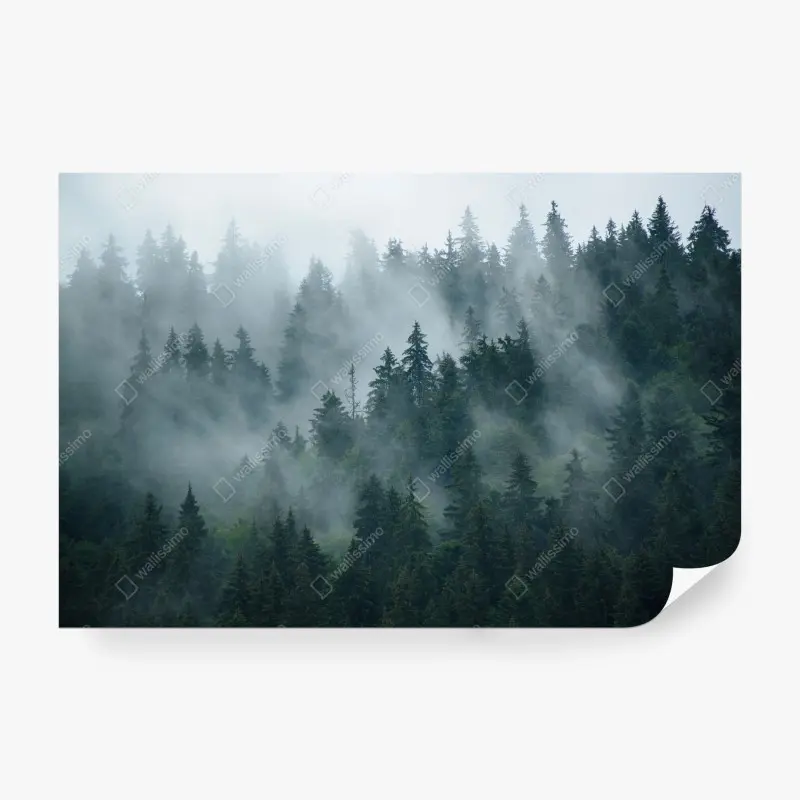 Fototapete nebeliger immergrüner wald