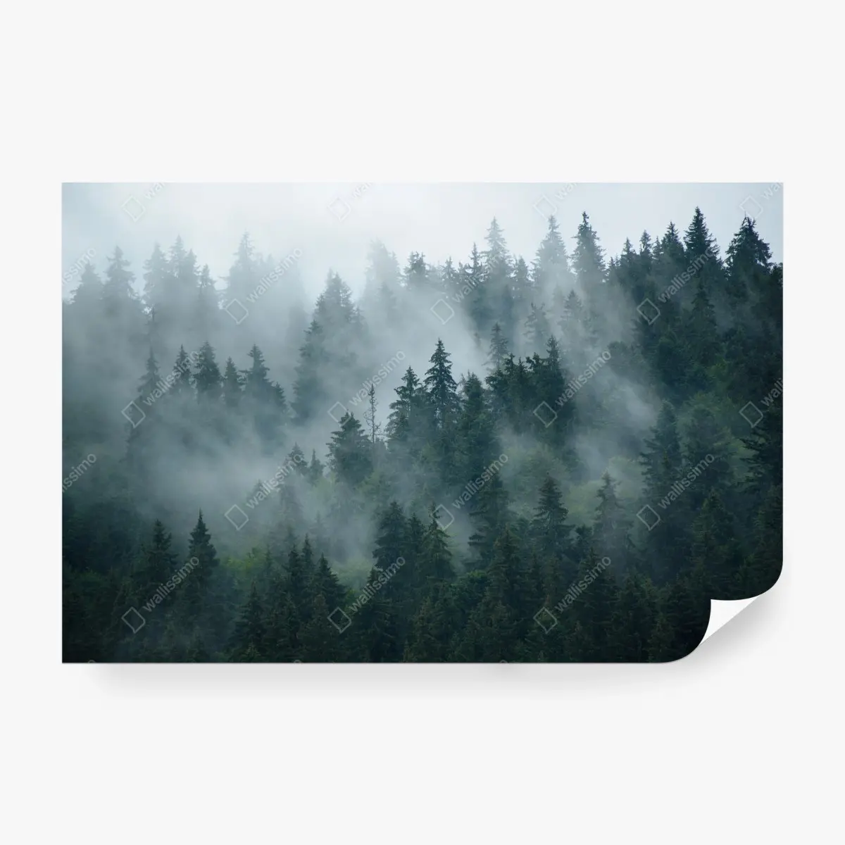 Fototapete nebeliger immergrüner wald – Pixers®