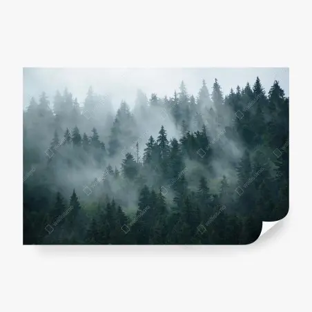 Fototapete nebeliger immergrüner wald – Pixers®