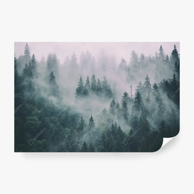 Fototapete nebliger immergrüner wald