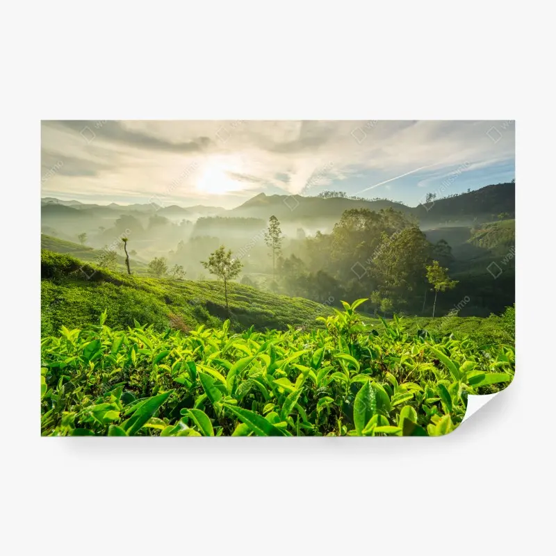 Fototapete sonnenaufgang über den teeplantagen von Munnar