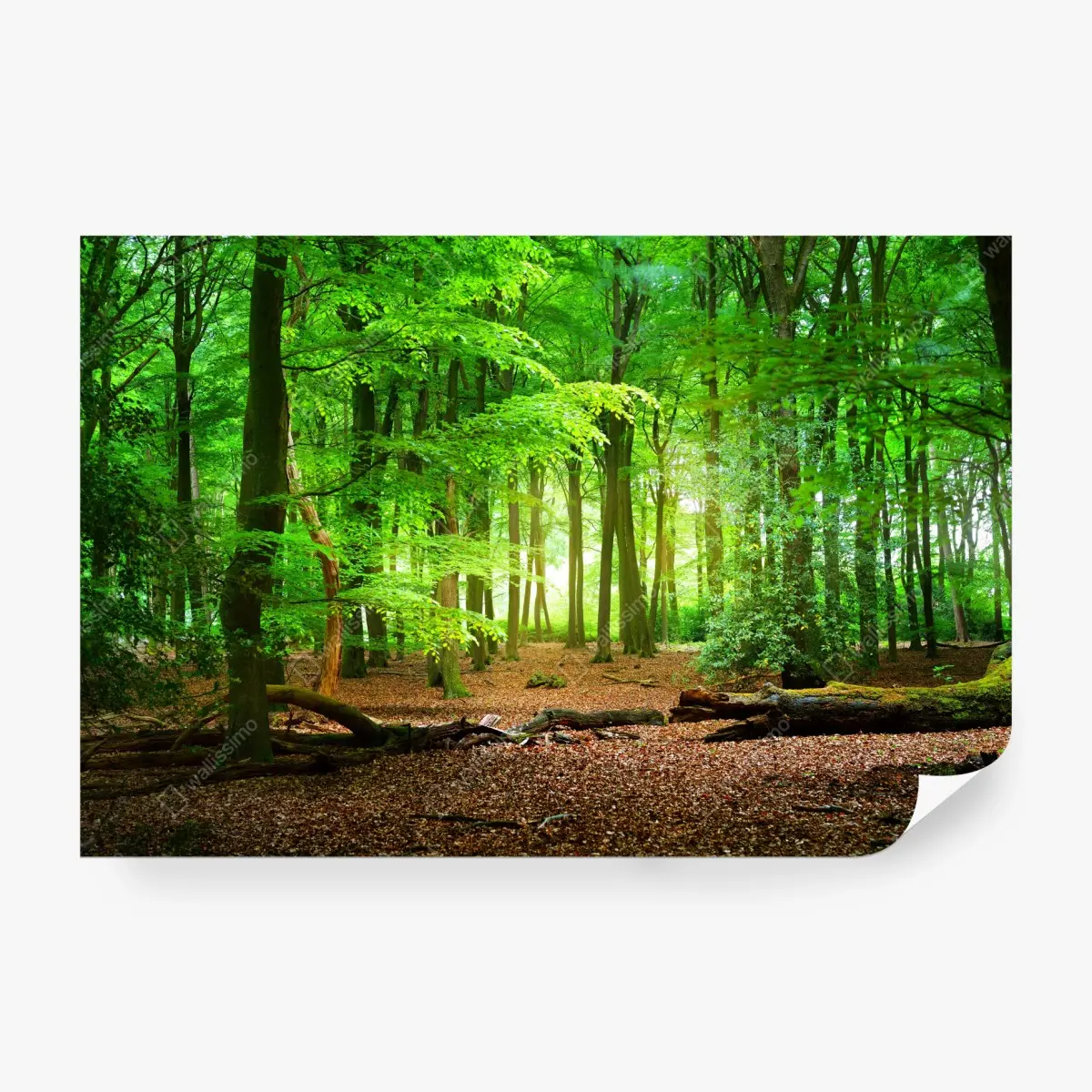 Fototapete sonnendurchfluteter grüner wald – Pixers®