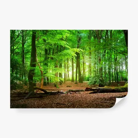 Fototapete sonnendurchfluteter grüner wald – Pixers®