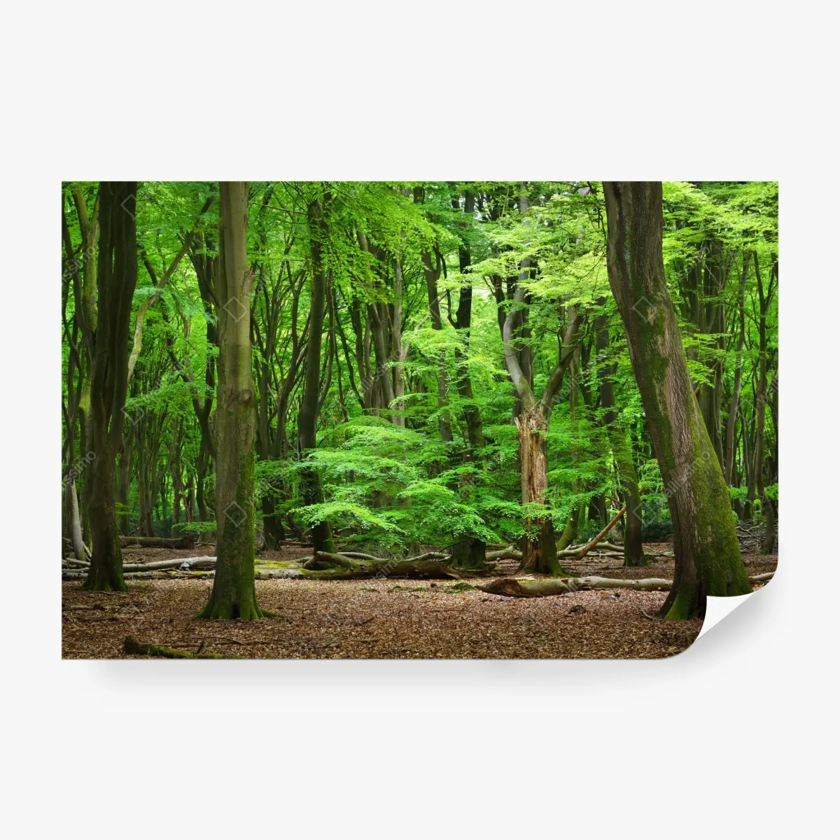 Fototapete ruhige grüne waldkrone – Pixers®