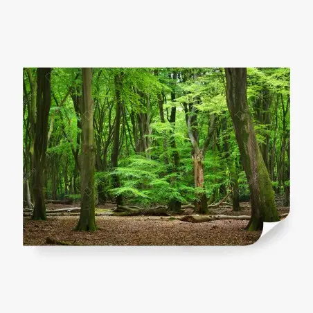 Fototapete ruhige grüne waldkrone – Pixers®