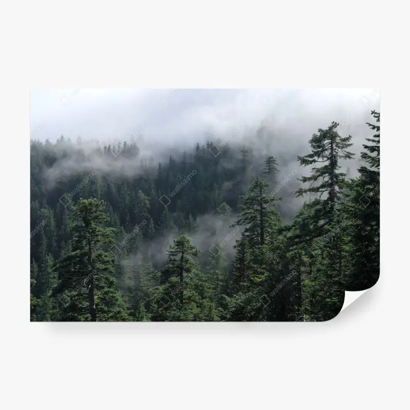 Fototapete nebliger wald vom Larch Mount, Oregon