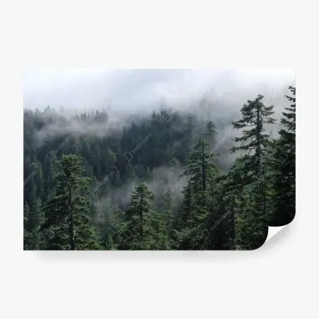 Fototapete nebliger wald vom Larch Mount, Oregon – Pixers®