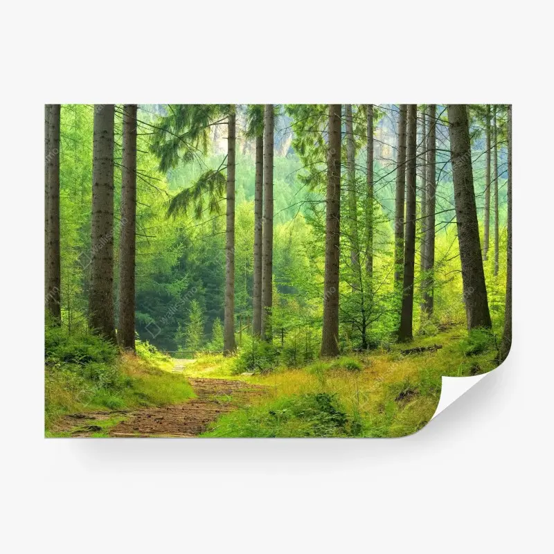 Fototapete sonniger waldweg