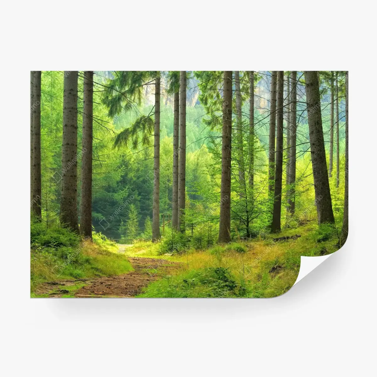 Fototapete sonniger waldweg – Pixers®