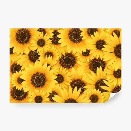 Fototapete goldene sonnenblumen – Pixers®