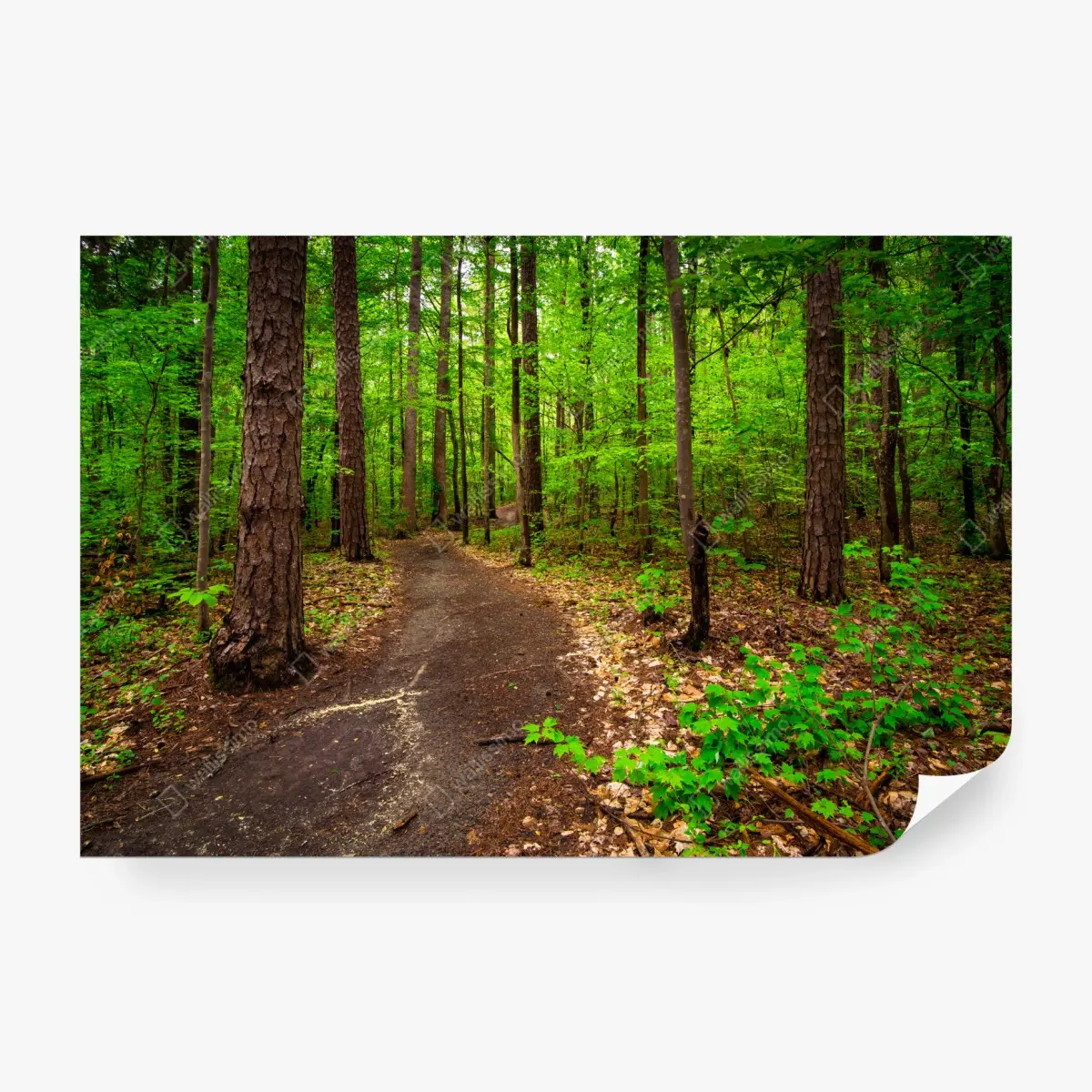 Fototapete ruhiger grüner waldpfad – Pixers®