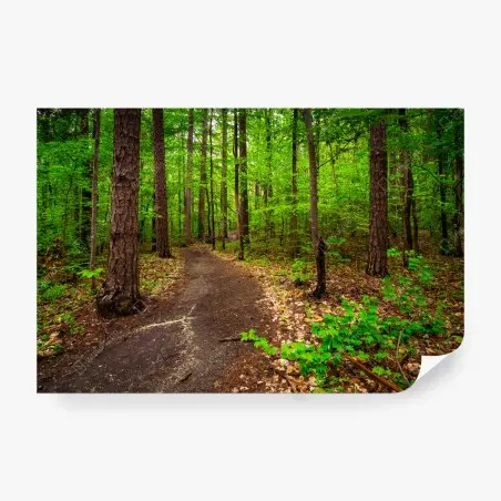 Fototapete ruhiger grüner waldpfad – Pixers®