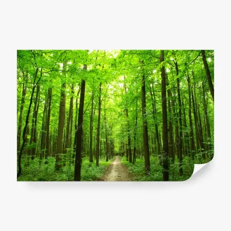 Fototapete ruhiger waldpfad – Pixers®