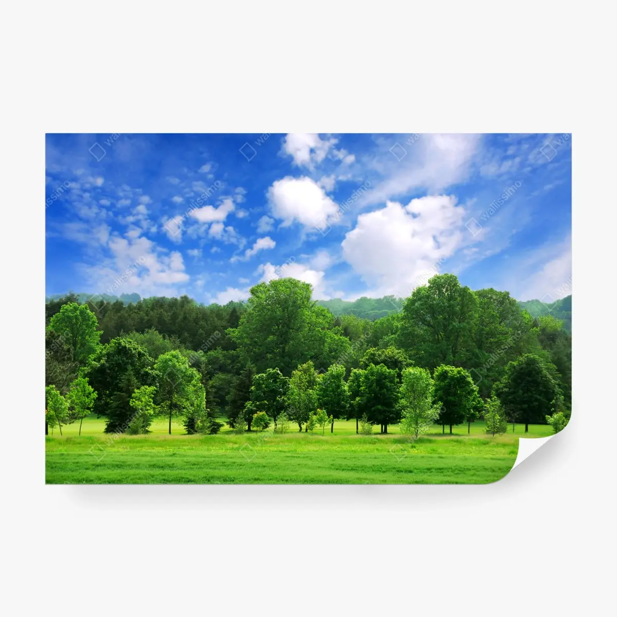 Fototapete sommerlicher grüner wald unter blauem himmel – Pixers®