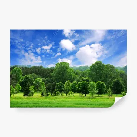 Fototapete sommerlicher grüner wald unter blauem himmel – Pixers®
