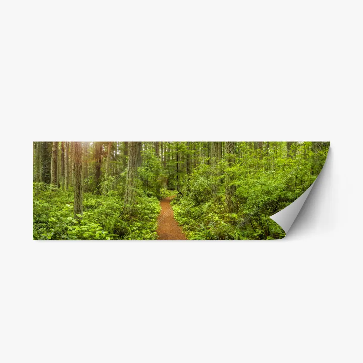 Repositionierbarer Aufkleber friedlicher waldpfad – Pixers®
