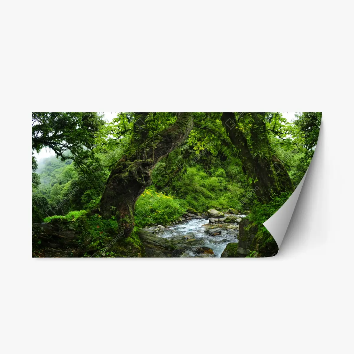 Repositionierbarer Aufkleber moosiger waldbach panorama – Pixers®