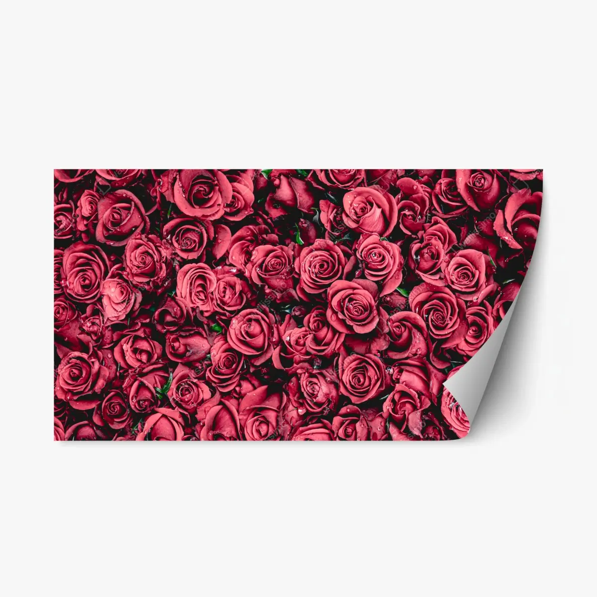 Repositionierbarer Aufkleber pralle rote rosen wandbild – Pixers®