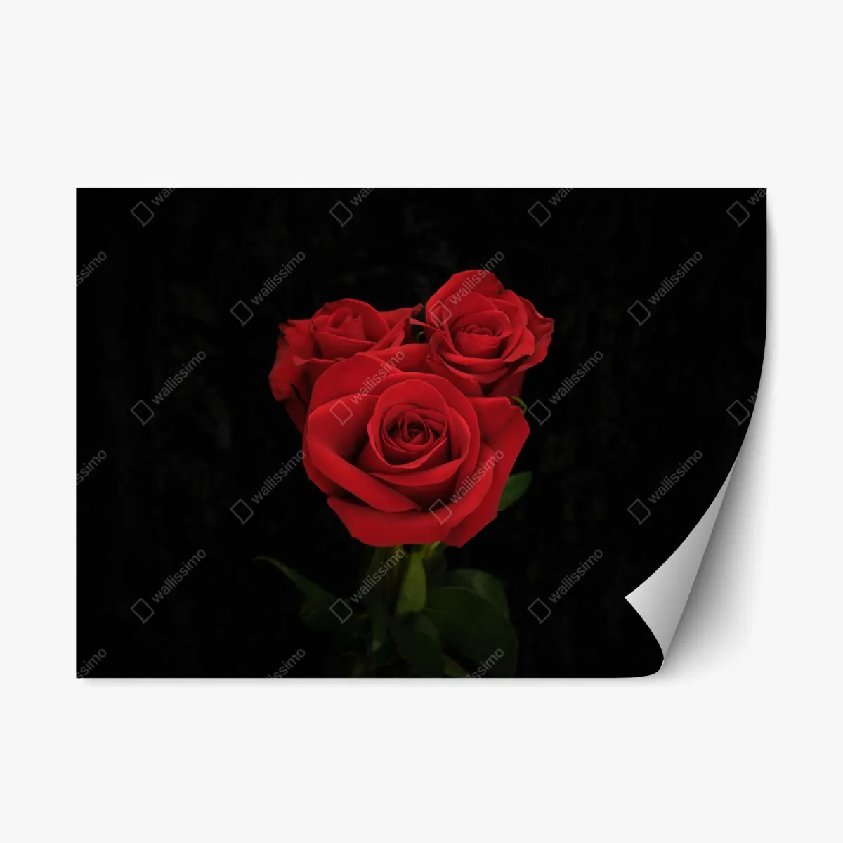 Repositionierbarer Aufkleber rote rosen vor schwarzem hintergrund – Pixers®